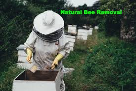 Maybe you would like to learn more about one of these? 100 Natural Bee Removal In South Florida Free Inspections Estimates