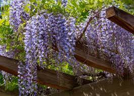 Climbing plants can soften the look of fences, walls, pergolas and arches. Types Of Climbing Plants How To Plant Your Garden