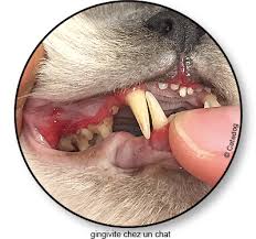 Complications, examens et traitements d'une gingivite. Gingivite Du Chat Symptome Traitement Conseil Veto Illustre Catedog