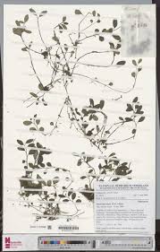 Image result for Peperomia fernandopoiana