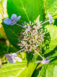 Diseases botrytis blight (botrytis cinerea). Hydrangea Gray Mold How To Treat A Hydrangea With Botrytis Blight