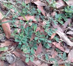 Image result for Indigofera spicata