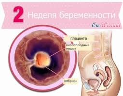 Ovum hanya boleh disenyawakan dalam masa 24 jam selepas ovulasi. Tanda Tanda Kehamilan 2 Minggu Apa Yang Dirasakan Oleh Wanita Pada Minggu Kedua Kehamilan