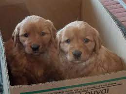 Purebred, excellent body structure, male and female puppies available and comes with all shots up to date, dewormed, akc registered, health certificate and guarantee. Keloland Classifieds Sioux Falls Sd Keloland
