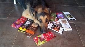 Que Faire Si Votre Chien A Mange Du Chocolat Actu Toulouse