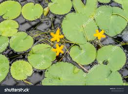 Image result for Nymphoides thunbergiana