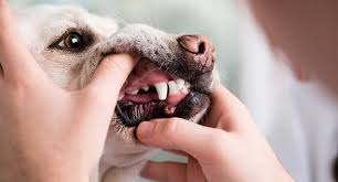 Zahnfleischentzundung Beim Hund Was Tun Behandlung
