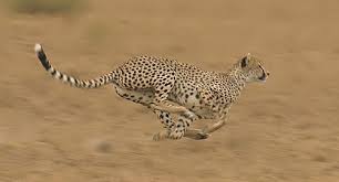 Please comment with requests and make sure to subscribe!. Cheetahs Amazing Facts And Pictures Show Them In Action