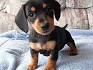 Mini Dachshund Pups - Little Paws Kennel