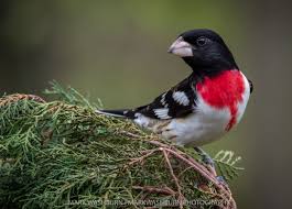 North America Bird Identifier By Picture Some Recent Reports Regarding An Ongoing Study Conducted By The Journal Science Have Indicated A Progressive Drop In Bird Species In 2020 Bird Species Species America