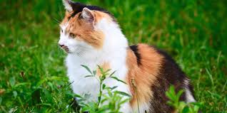 Ce qu'il faut planter pour le rendre heureux. Que Faire De Son Chat Mort De Facon Naturelle Accidentelle Ou Suite A Une Euthanasie
