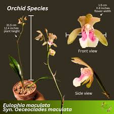 Image result for Eulophia