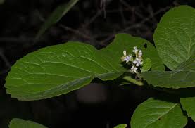 Image result for Ehretia obtusifolia