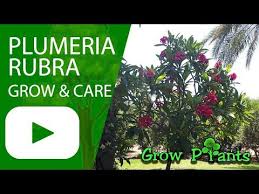 Image result for Plumeria rubra