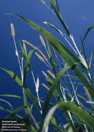 Image result for Cenchrus purpureus