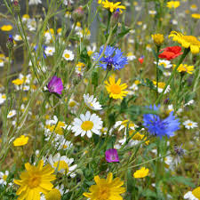 Check spelling or type a new query. Native British Wildflower Mix Seeds Patio Pots Dobies