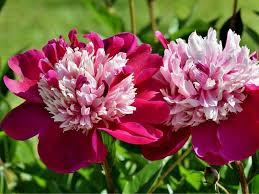 What are the different types of peonies. Peony Flower Types Pictures How To Grow And Care Florgeous