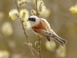 Image result for Porodisculus pendulus