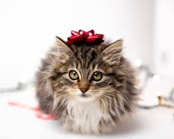I've been waiting for this moment for quite some time.. Beruhmte Katze Was Gibt Es Fur Schnurrende Stars Hundkatz De