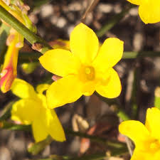 Image result for Jasminum nudiflorum