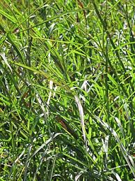 Image result for Hemarthria