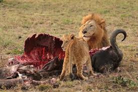 How animals eat their food. How Animals Feed Q Files Search Read Discover