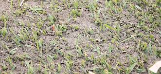 You might have low areas where the earth has sunken down. Top Dressing Your Lawn Lawn Solutions Australia