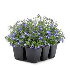 Image result for lobelia