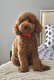 Find out more about the breed, plus we'll give you . How To Do Teddy Bear Cut On Poodle Peepsburgh