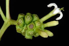 Image result for Morinda angolensis