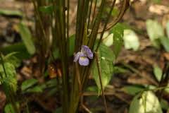 Image result for Halopegia azurea