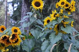 We did not find results for: Cultivate A Cut Flower Garden For Long Lasting Blooms