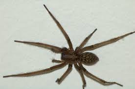 Spiders found in wisconsin include 43 unique species from confirmed sightings by contributing members of spider id. Spider Insects