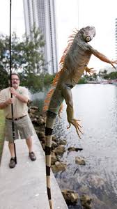 Resultado de imagen para invasion de iguanas en miami
