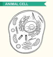 Check spelling or type a new query. 12 Animal Cell Clipart Preview Animal Cell Diag Hdclipartall