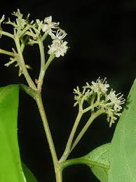 Image result for Dichapetalaceae