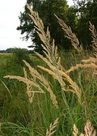 Image result for Agrostis epigejos
