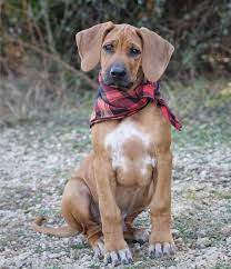 12 Weeks Rhodesian Ridgeback Puppies Beautiful Dogs Rhodesian Ridgeback Dog