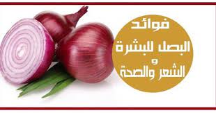 يزرع البصل ويستهلك في جميع أنحاء العالم وعادة ما يتم تقديمه مطبوخ ويمكن أيضا أن يؤكل نيئ ويستخدم في المخللات والصلصات البصل له طعم قوي ونكهة حا onion vegetables