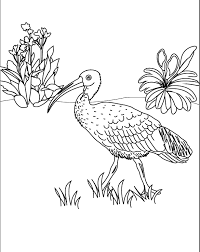 The scarlet ibis (eudocimus ruber) is a species of ibis in the bird family threskiornithidae. Coloring Pages Ibis