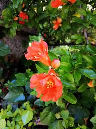 Image result for Thespesia garckeana