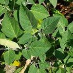 Image result for Datura inoxia