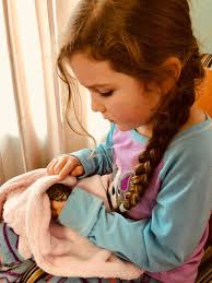 Creating a comfortable window seat for bearded dragons