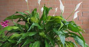 There are three stalks in my pot but only one of them has yellow leaves. How To Identify And Prevent Peace Lily Diseases Gardener S Path