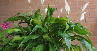 Normally, peace lily leaves are long and dark green, emerging directly from the soil and growing up and out. How To Identify And Prevent Peace Lily Diseases Gardener S Path