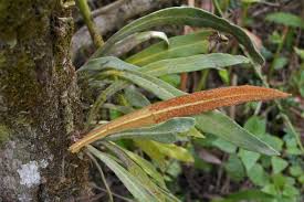 Image result for Pyrrosia