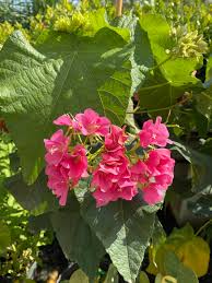 Image result for Dombeya buettneri