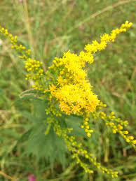 Goldenrod Tea Sweet Song Herbals