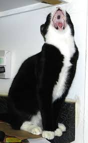 Black And White Tuxedo Cat Photos Michio Blkspot Ruthart Cat Yawning Pretty Cats Popular Cat Breeds