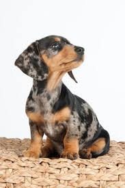 Anastasia S Color Pattern She Is Definitely A Standard Dapple Because There Are So Many That Could B Dapple Dachshund Puppy Dapple Dachshund Dachshund Breed